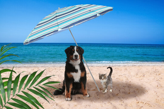 Cute cat and dog under umbrella on sandy beach. Summer vacation with pets