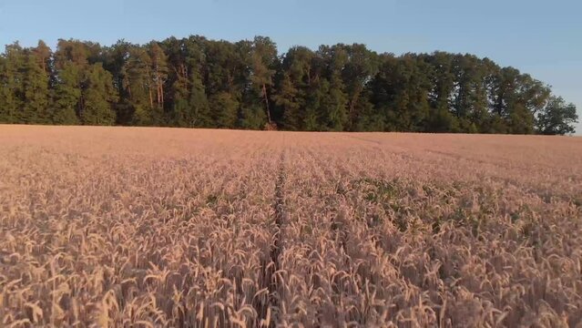 Drone Flight Above Rye Field On Sunset With Forest On The Background Blue Sky, Golden Rye Aerial Footage From Drone