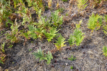 Close-up of beautiful ferns leaves in forest. Family name Osmundaceae, Scientific name Polypodiopsida. Selective focus, blurred background