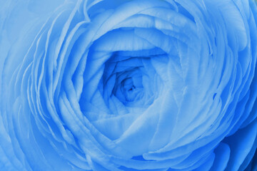 Beautiful light blue ranunculus flower as background, closeup