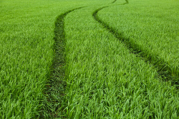 Obraz premium Green agricultural field with car trail as background