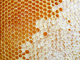 The honey in the frame is collected by bees