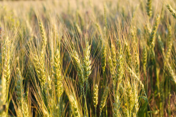 Beautiful agricultural field with ripening wheat, closeup