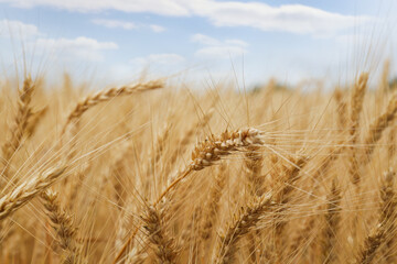 Fototapeta premium Beautiful ripe wheat spikes in agricultural field