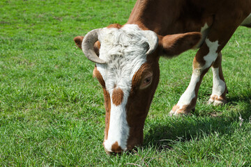Naklejka na ściany i meble Beautiful cow grazing in green field. Farm animal