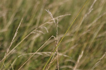 Vegetation in an urban park
