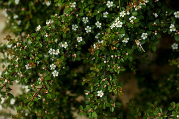 Fototapeta na wymiar Beautiful daphne's flowers growing outdoors on spring day