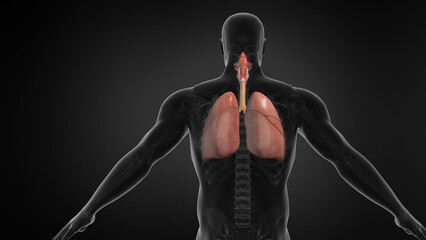 Human Lung Respiratory System. Seamless loop. Animation