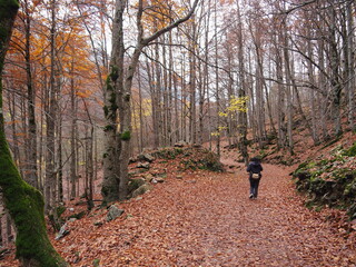 Ordesa, entre sus hayedos en pleno otoño, en Huesca. España.