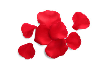 Many red rose petals on white background, top view