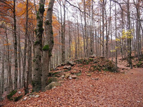 Ordesa, entre sus hayedos en pleno oto&ntilde;o, en Huesca. Espa&ntilde;a.