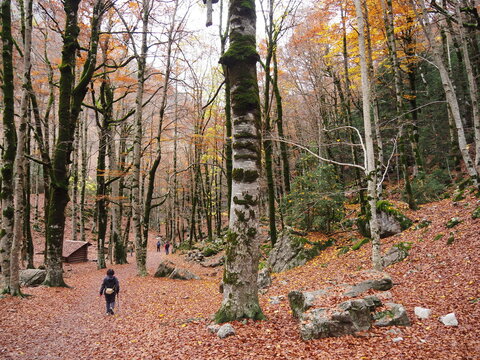 Ordesa, entre sus hayedos en pleno oto&ntilde;o, en Huesca. Espa&ntilde;a.
