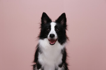 This border collie is my family.