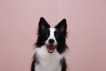 This border collie is my family.