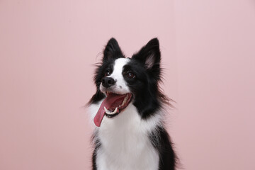 This border collie is my family.