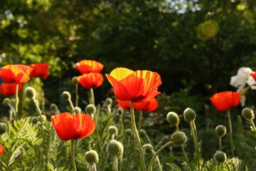 Fototapeta premium Beautiful red poppy flowers outdoors on sunny day