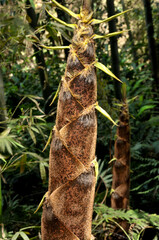 sun shining through the bamboo forest