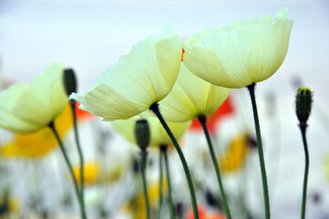 blossoming poppy flowers