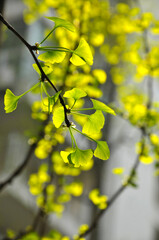green ginkgo leaves in spring