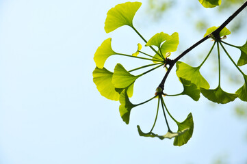 green ginkgo leaves in spring