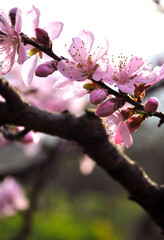 blossoming pear flowers in spring