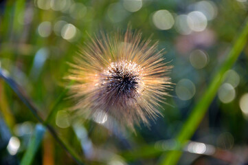 Foxtail flower