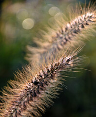 Foxtail flower