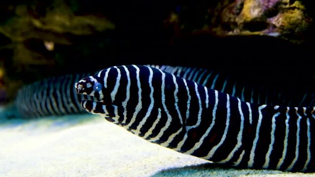 Eye-catching black and white striped Zebra moray eel; close profile shot