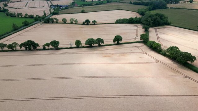 An aerial view of Wheat fields ready for harvest on land in Worcestershire, England.