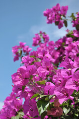 Fototapeta na wymiar Beautiful bougainvillea flowers
