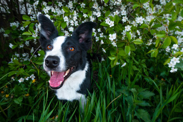 A happy dog in flowers. The pet is smiling.