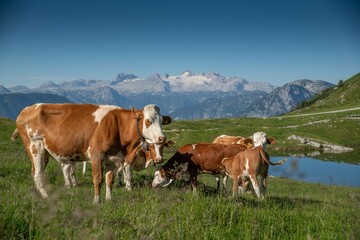 Fototapeta na wymiar Österreich Loser Altaussee Wandern Sommer 2022 Berge Panorama See Kühe