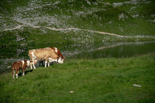 Österreich Loser Altaussee Wandern Sommer 2022 Berge Panorama See Kühe