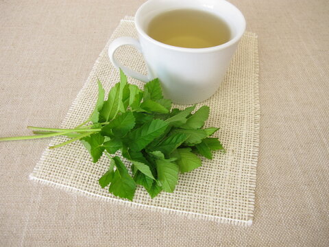A cup of herbal tea with goutweed herbs