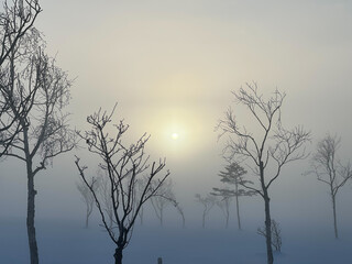 Fototapeta na wymiar Winter trees in the fog