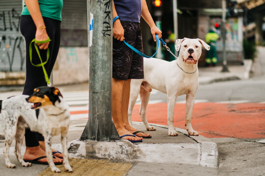 Cropped image of a two dogs waiting with owners wearing summer clothes to cross a road. Dog looking at camera. Moment of a pets city life. Domestic animals on the street.
