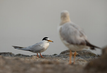 Slective focus on Little Tern at Asker Marsh with a slender-billed gull at the foreground, Bahrain