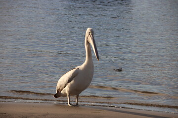 Australian Pelican (Pelecanus conspicillatus), Noosa River, Noosaville, Sunshine Coast, Queensland, Australia.