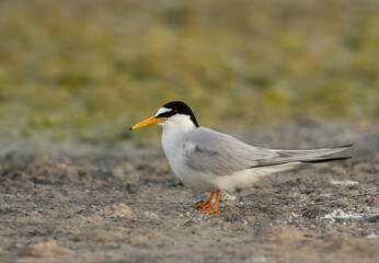 Little Tern at Asker marsh, Bahrain