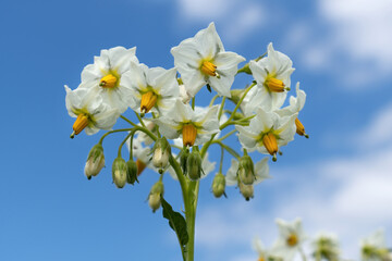 Schöne weiße Blüten einer Kartoffel Pflanze in Nahaufnahme gegen blauen Himmel