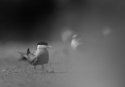 White-cheeked Tern perched on the gorund at Tubli, Bahrain