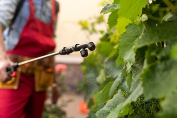Man wearing professional workwear and spraying pesticides on the grape leaves. Protecting harvest...