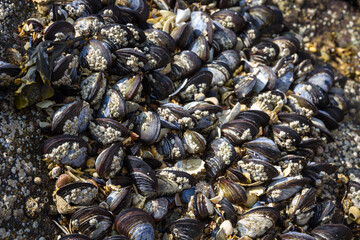 Mussels on a rock closeup view