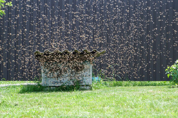 A large swarm of bees flies into an old abandoned hive. Migration of bees. Wild bees.