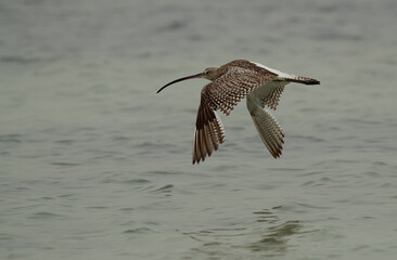 Eurasian curlew flying at Busiateen coast, Bahrain