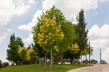 Tall green trees in the park