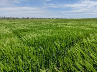 Green wheat sways in the wind. A field of green wheat waving in the wind