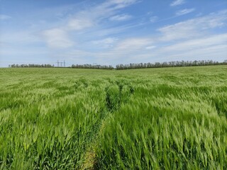 Green wheat sways in the wind. A field of green wheat waving in the wind