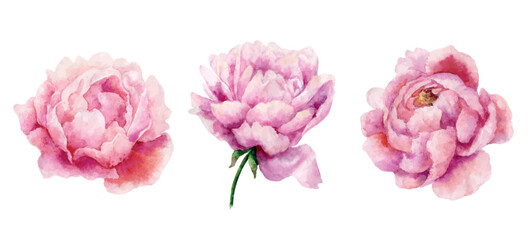 Watercolor vector set of pink peony flowers. © ElenaMedvedeva