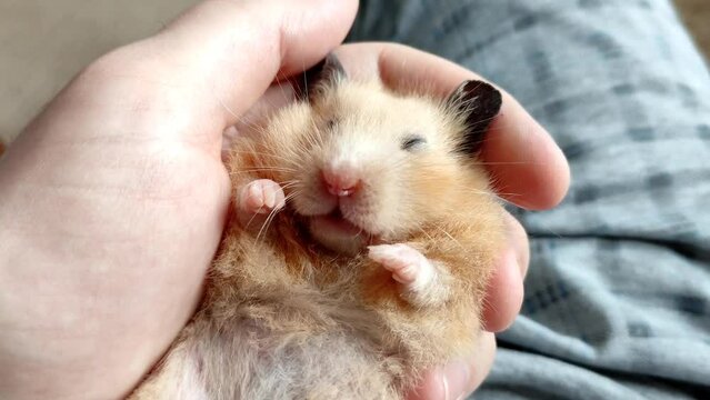 Cute syrian hamster sleeps in hand of man, close-up 4K video
